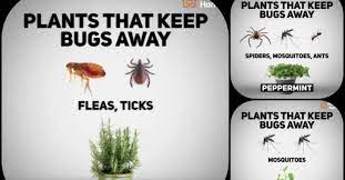They can be found on many vegetables, flowers, and small fruit in all. Plants That Keep Bugs Away Earthly Mission