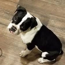 These boxer puppies located in texas come from different cities, including, spring, schulenburg, plano, mckinney, houston, galveston. Miniatureboxers Net