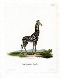 Icône valentine animal personnage fée girafe afrique clipart clipart jungle zoo dessin anim. Girafe Gravure En Couleur De German School
