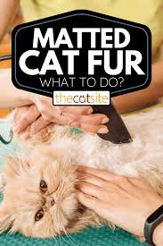 how to deal with matted cat fur 3