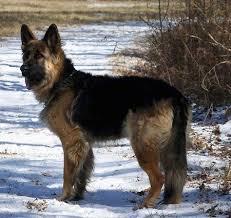 King Shepherd Dog Breed Information And Pictures