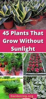 45 Plants That Grow Without Sunlight