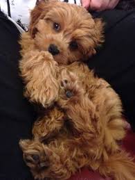 Cavapoos are a relatively popular designer breed. Cavoodle Breeders Florida