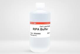 ripa lysis buffer biomax ltd