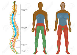 Spinal Nerves Chart Spinal Cord Peripheral Nervous System