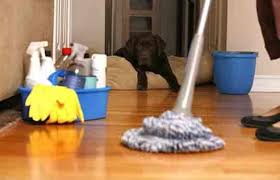 top carpet cleaning services in worli
