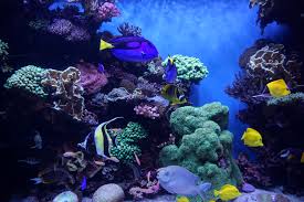 aquarium wallpapers for