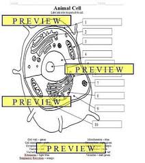 It is the nucleus, which controls the cell's activities. Animal Cell Coloring Worksheets Teaching Resources Tpt