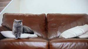 Remove Cat Urine Smell From Leather Couch