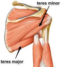 The teres major and teres minor are two important (although often overlooked) muscles that help to support the shoulders and upper back. Teres Major Learn Your Muscles Custom Pilates And Yoga