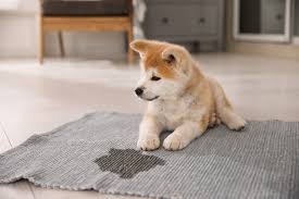 dog from ing on your rugs