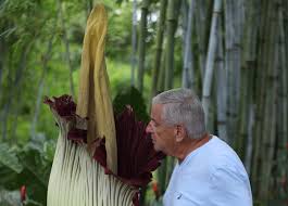 The amorphophallus titanum , also known as corpse flower or bunga bangkai , requires a hothouse and aerial mist irrigation. Corpse Flower Bloom Found In San Francisco Carpark
