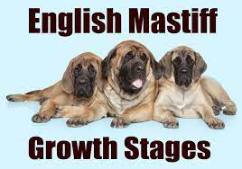 english mastiff growth stages male