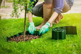 Where To Plant Trees In Your Garden