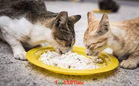 homemade cat food recipe with tuna and