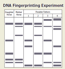 Diagram Of Dna Fingerprinting Dna Fingerprinting Unseen