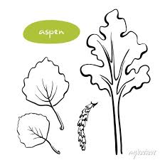 Aspen Tree Leaves Seeds Hand Drawn