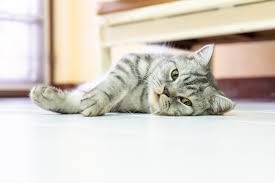 cat urine odor out of wood floors
