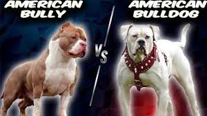 american bully vs american bulldog