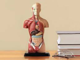 The human body normally has two kidneys. Top 5 Strangest Medical Conditions
