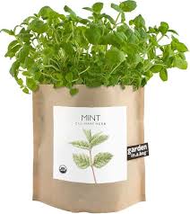 Mint Garden Herb Garden Kit