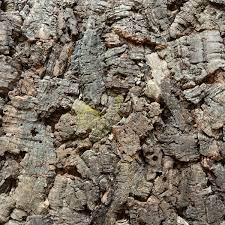 Bark Cork Wall Tiles Vircork