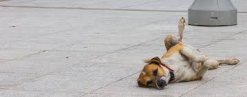 why do dogs scratch the floor wag