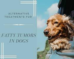 fatty tumors in dogs