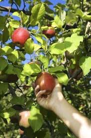 Do Apple Trees Need A Pollinator Elholandes Com Co