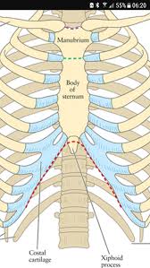 Anatomy of the chest and the lungs: Why Couldn T Chest X Rays See A Protruding Rib It S Mid Chest And I Can Touch It Barehanded Doctors Say It S Hitting My Sternum But The X Rays Missed It Quora