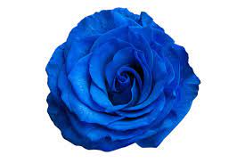 blue rose images browse 5 810 483