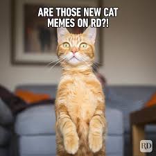 71 funny cat memes you ll laugh at