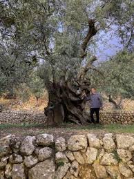 ancient majorcan olive tree wins