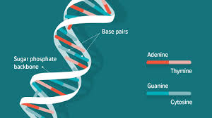 what is dna summary structure and
