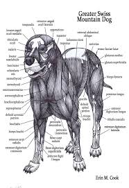Greater Swiss Mountain Dog Muscle Anatomy In Detail