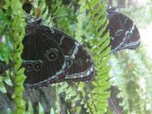 Butterfly Biosphere de Lehi | Horario, Mapa y entradas 3