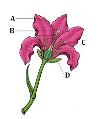select the female part of the flower