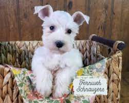 white miniature schnauzer puppies for