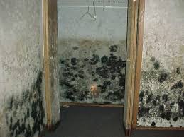 Know The Signs Of Mold Damage