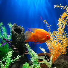 how to decorate your fish tank dos and