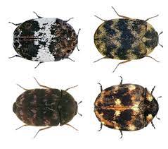 what are carpet beetles carpet beetle