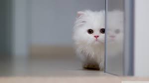 cute white cat ultra hd desktop