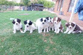 perth region wa dogs puppies