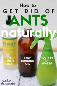 naturally get rid of ants in your house