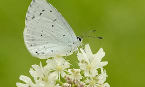 A Z Of Butterflies Butterfly Conservation