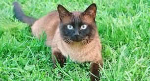 This is what our new kitty will look like when she's grown. Flame Point Siamese What You Need To Know About This Coloration