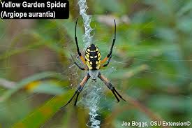 face spiders and other orb weavers