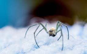 How To Repel Spiders From Your Bed At