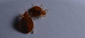 what are the early signs of bed bugs