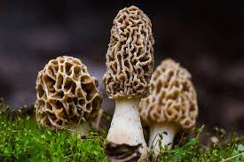 how to grow morel mushrooms at home